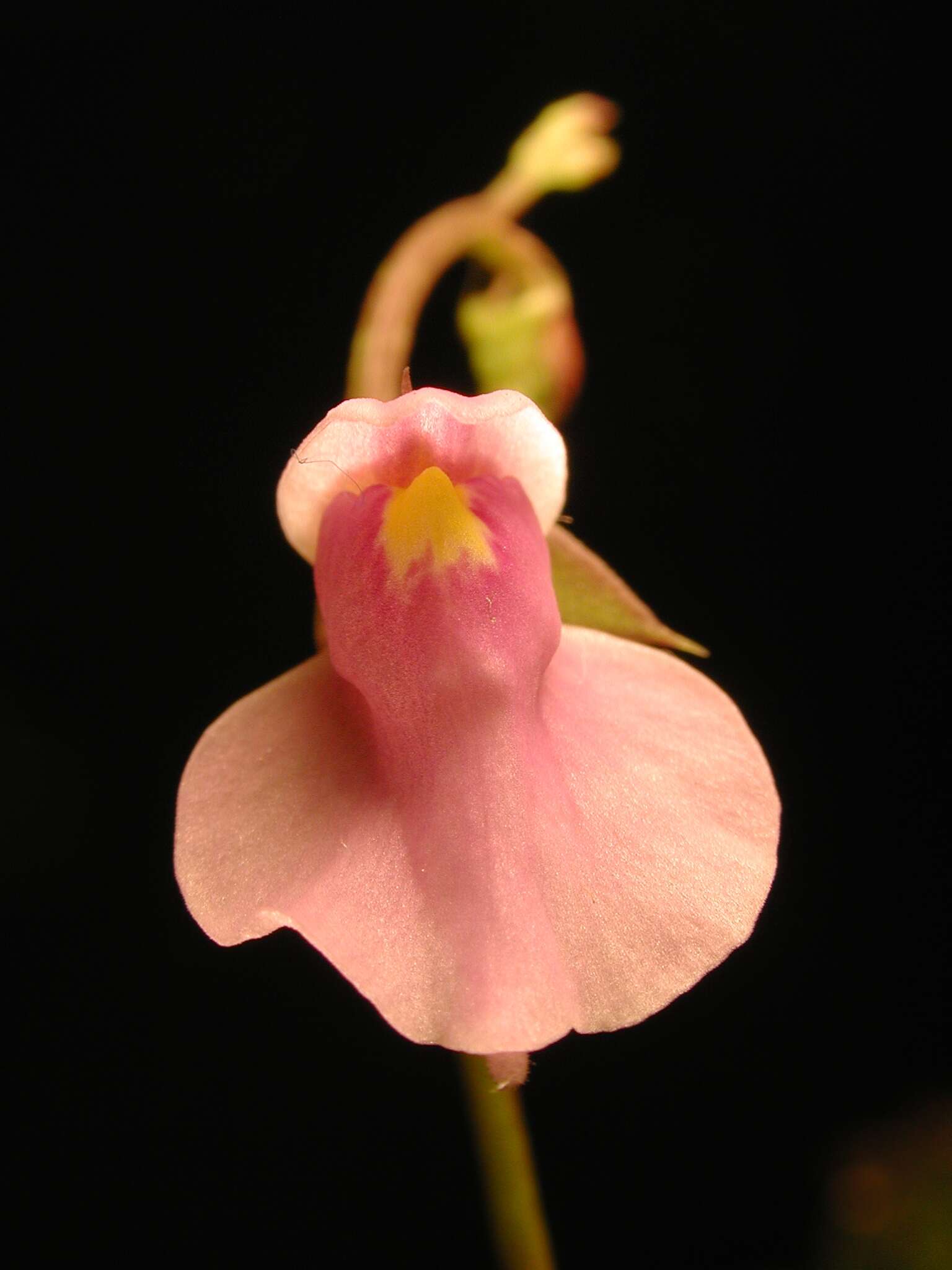 Image of Utricularia calycifida Benj.