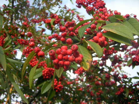 Image of Cotoneaster × watereri