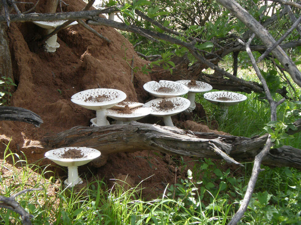 Termitomyces reticulatus Van der Westh. & Eicker 1990 resmi