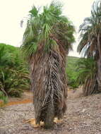 Image of Sinaloa hesper palm