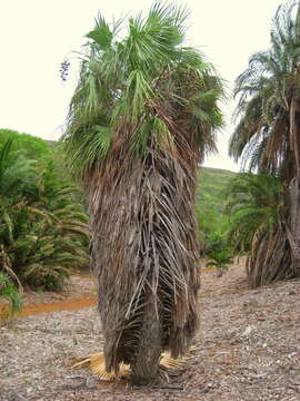 Image of Sinaloa hesper palm