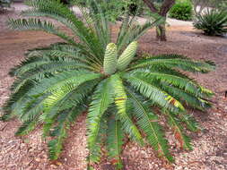 Image of Turner's Cycad