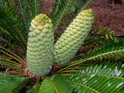 Image of Turner's Cycad