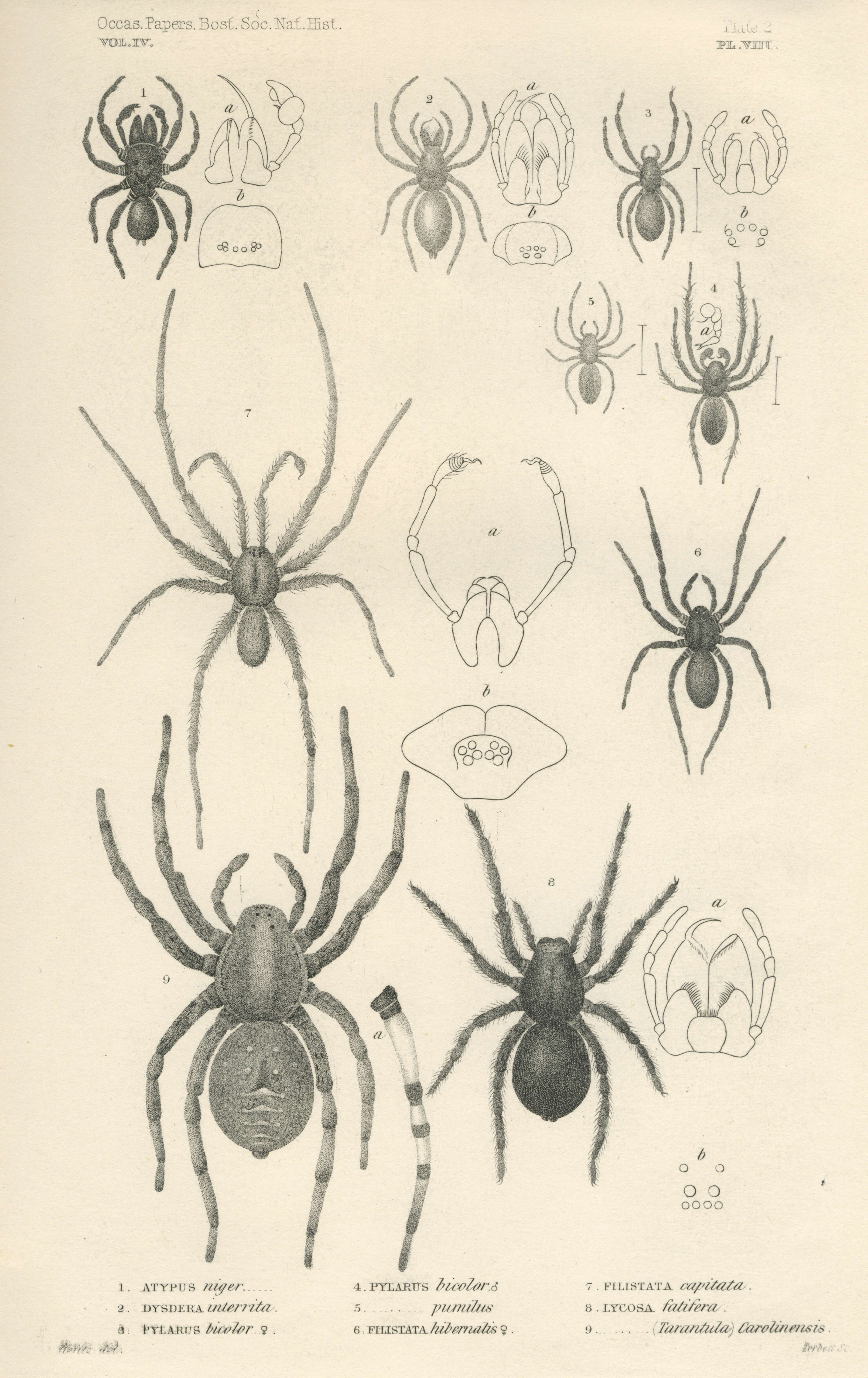 Image de Dysdera crocata C. L. Koch 1838