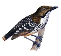 Image of Dot-backed Antbird