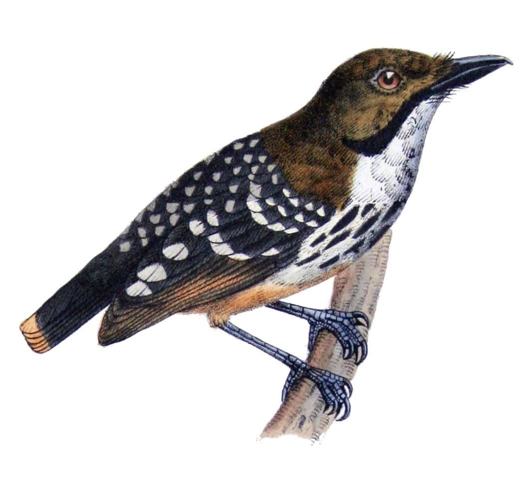 Image of Dot-backed Antbird