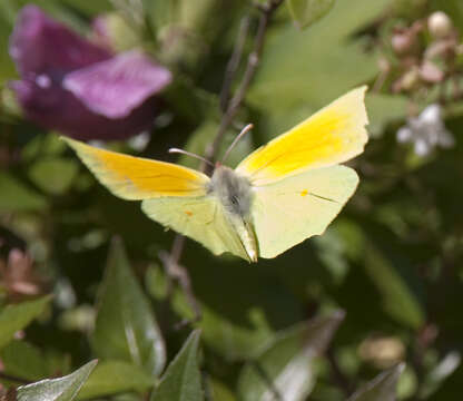 Image of Gonepteryx cleopatra (Linnaeus 1767)