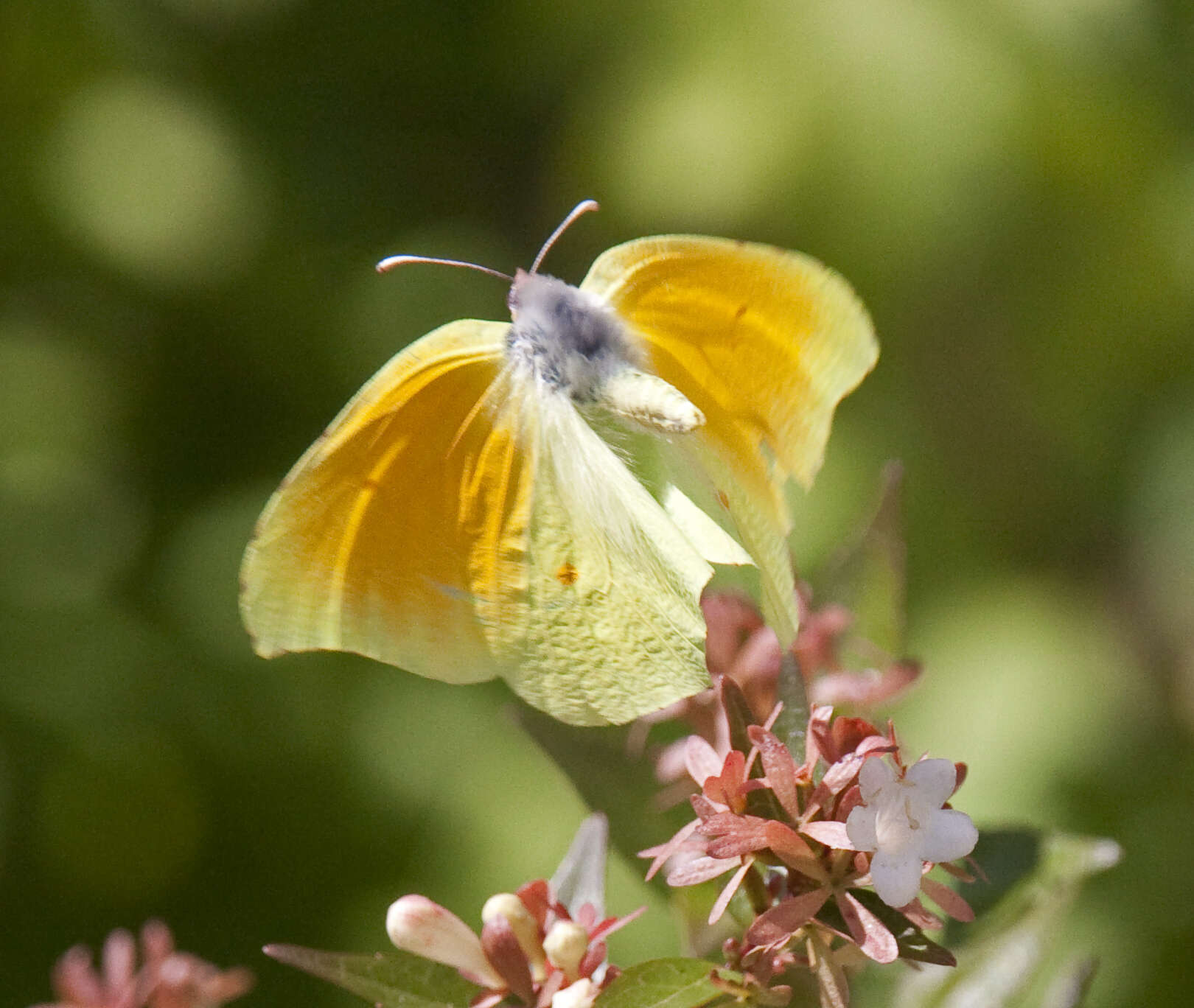 Image of Gonepteryx cleopatra (Linnaeus 1767)