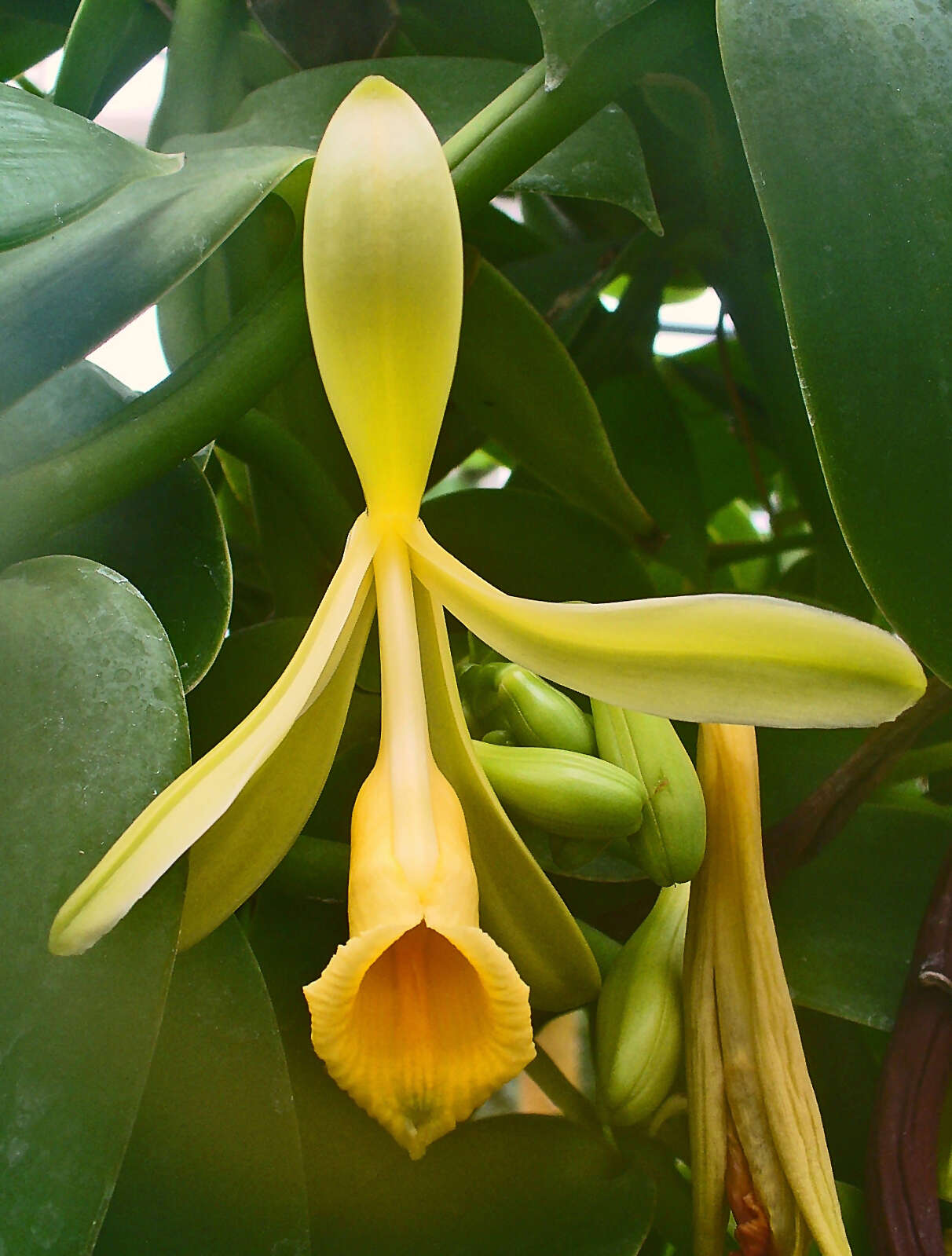 Image of West Indian vanilla