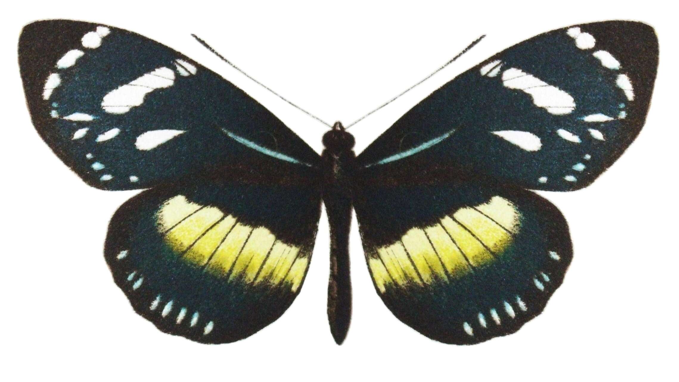 Image of Heliconius hecuba Hewitson 1857