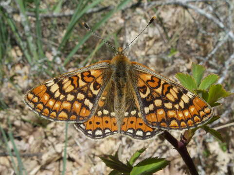 Image of Euphydryas aurinia