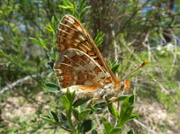 Image of Euphydryas aurinia