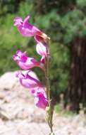 Image of Panamint beardtongue