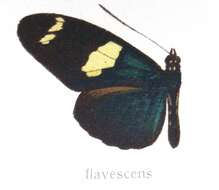 Image of Heliconius wallacei Reakirt 1866