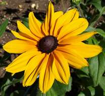 Image of orange coneflower