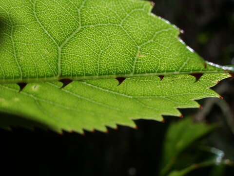 Imagem de Rubus cissoides A. Cunn.