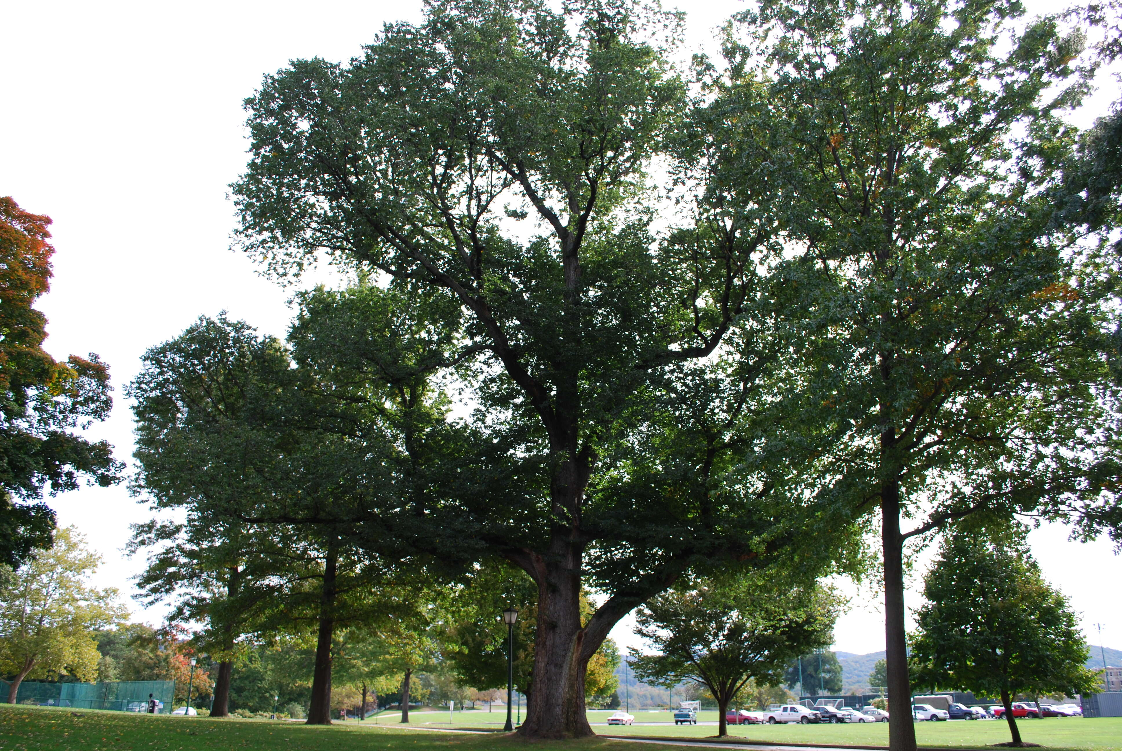 Ulmus procera Salisb.的圖片