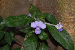 Imagem de Barleria strigosa Willd.