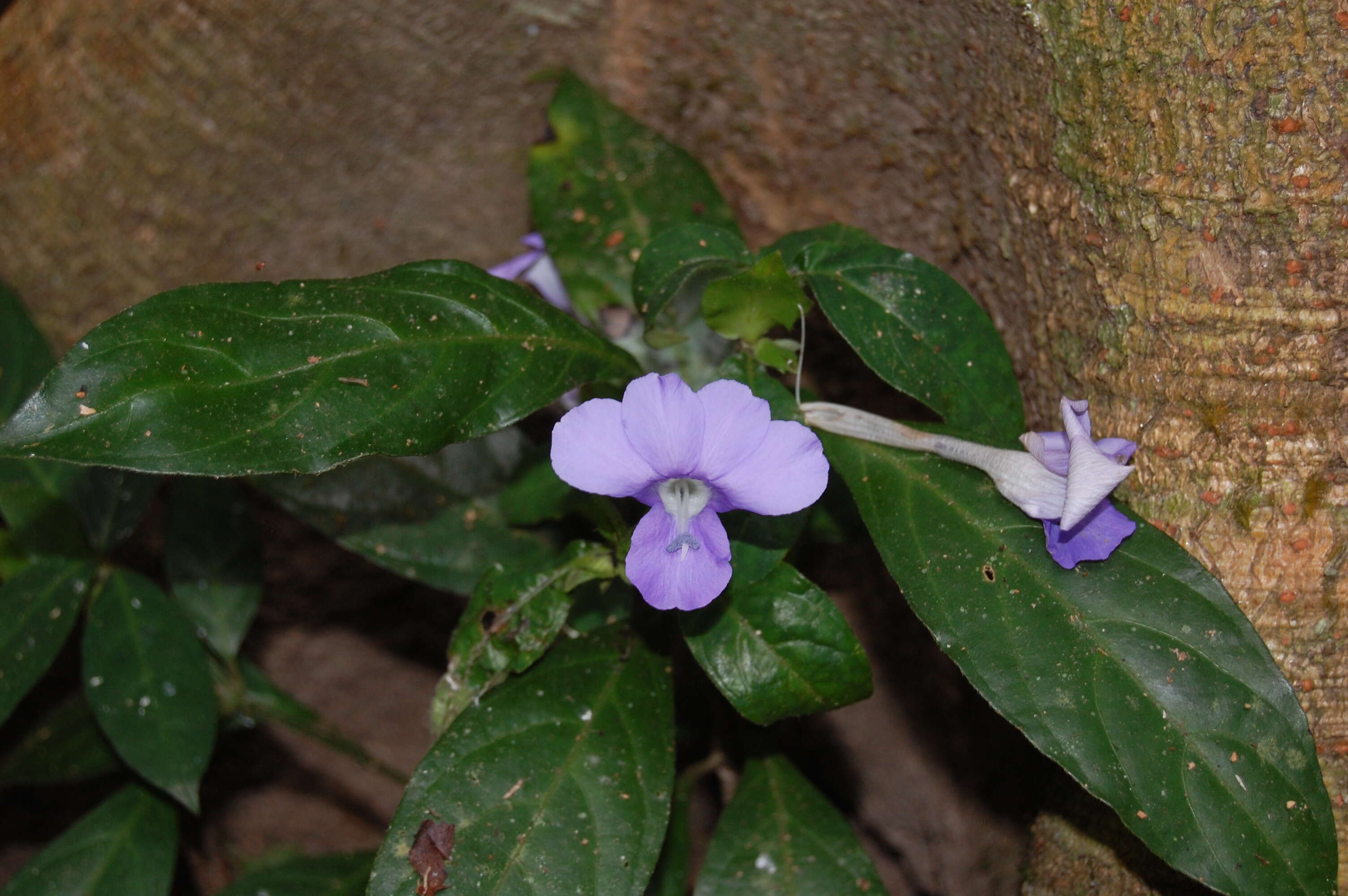 Imagem de Barleria strigosa Willd.