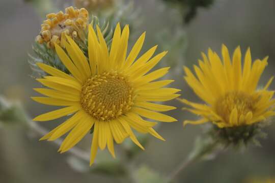 Sivun Grindelia ciliata (Nutt.) Spreng. kuva