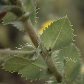 Sivun Grindelia ciliata (Nutt.) Spreng. kuva