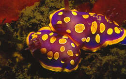 Image of yellow-dotted doris