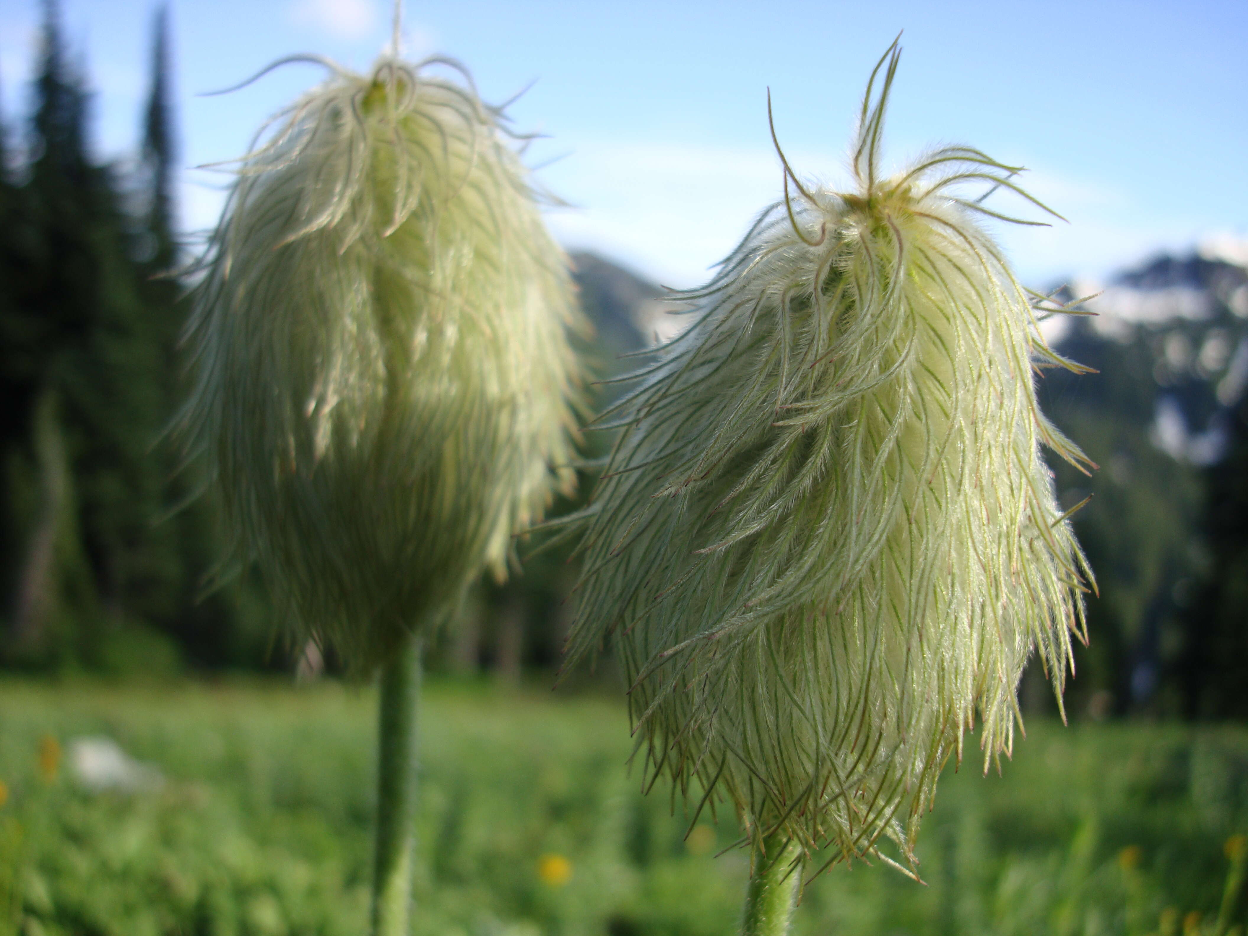 Image of white pasqueflower