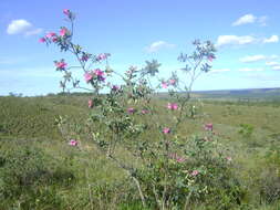 Image of Kielmeyera rubriflora Cambess.