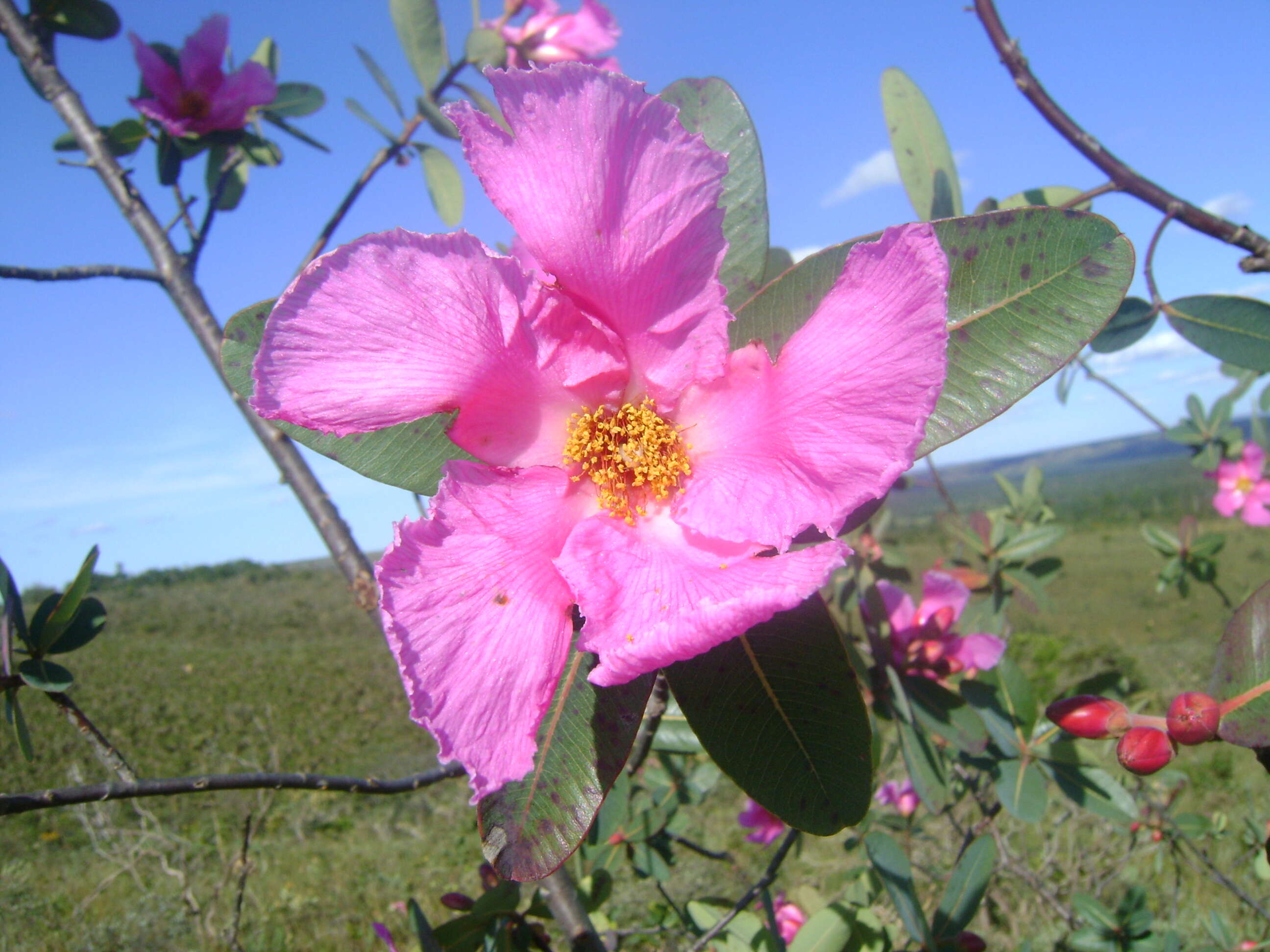 Image of Kielmeyera rubriflora Cambess.