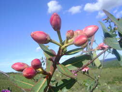 Image of Kielmeyera rubriflora Cambess.