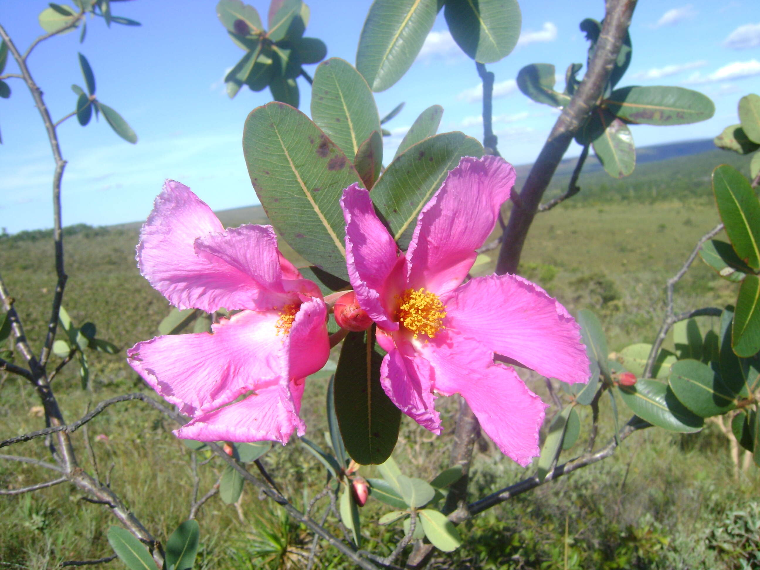 Image of Kielmeyera rubriflora Cambess.