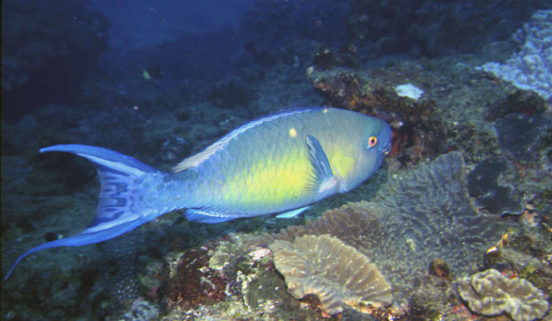 Image of Bicolor Parrotfish