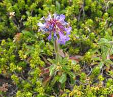 Image of littleflower penstemon