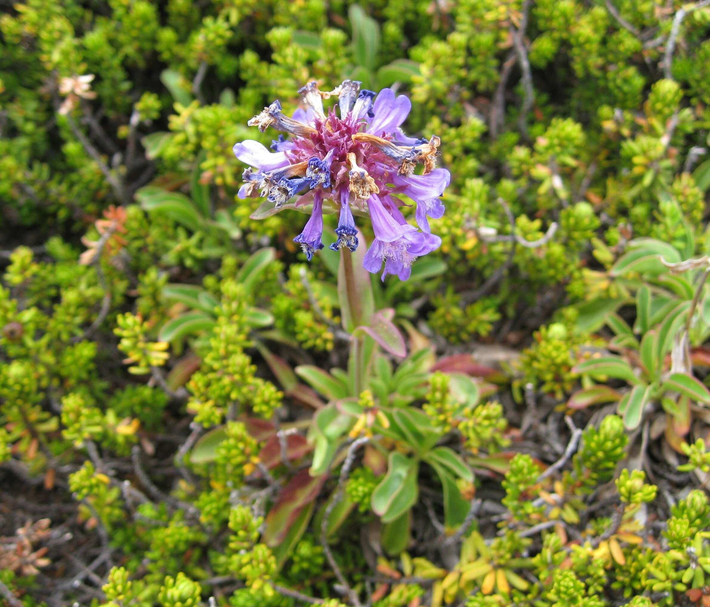 Image of littleflower penstemon