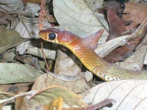 Image of Wynad Keelback