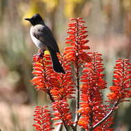 Image de Bulbul tricolore