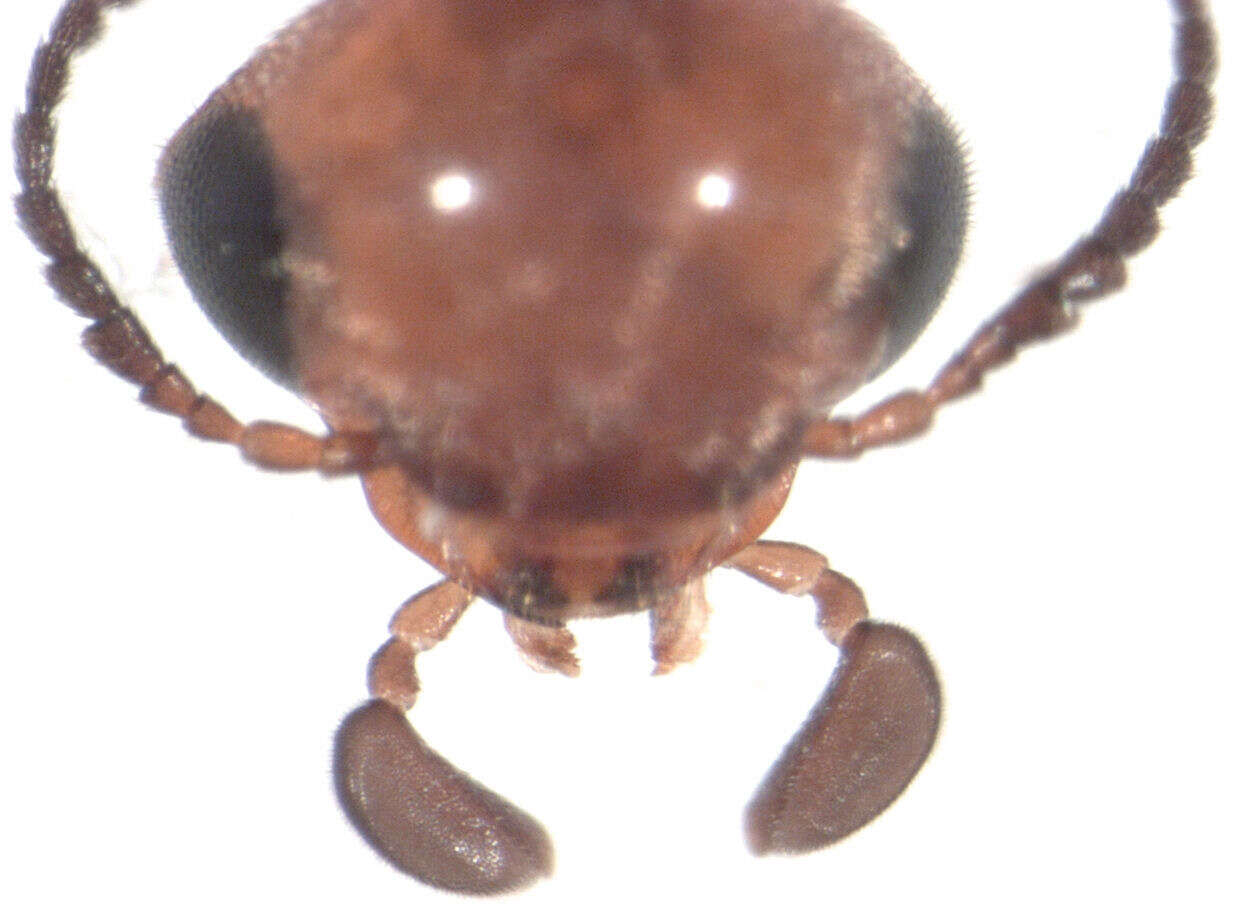Image of Tolidopalpus