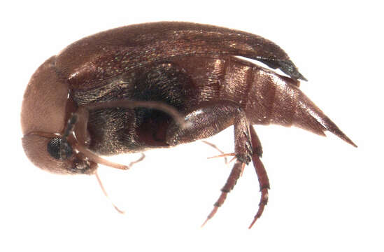 Image of Tolidopalpus