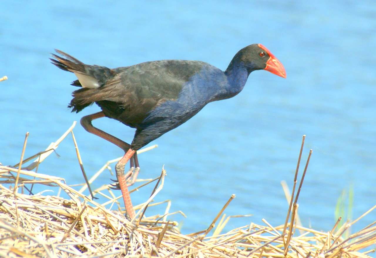 Image of Australasian Swamphen