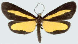 Image of Lyces longistria