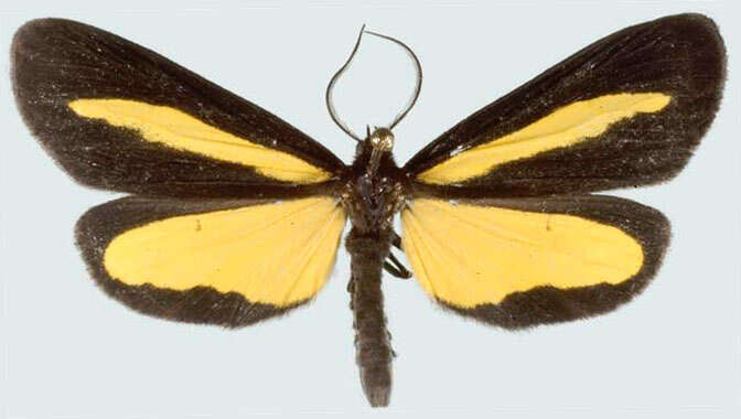 Image of Lyces longistria