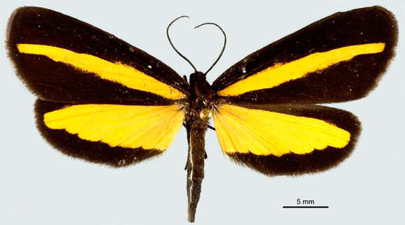 Image of Lyces attenuata