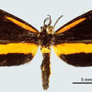 Image of Leptactea minuta Druce 1885