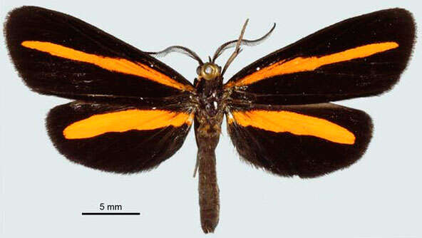 Image of Lyces aurimutua