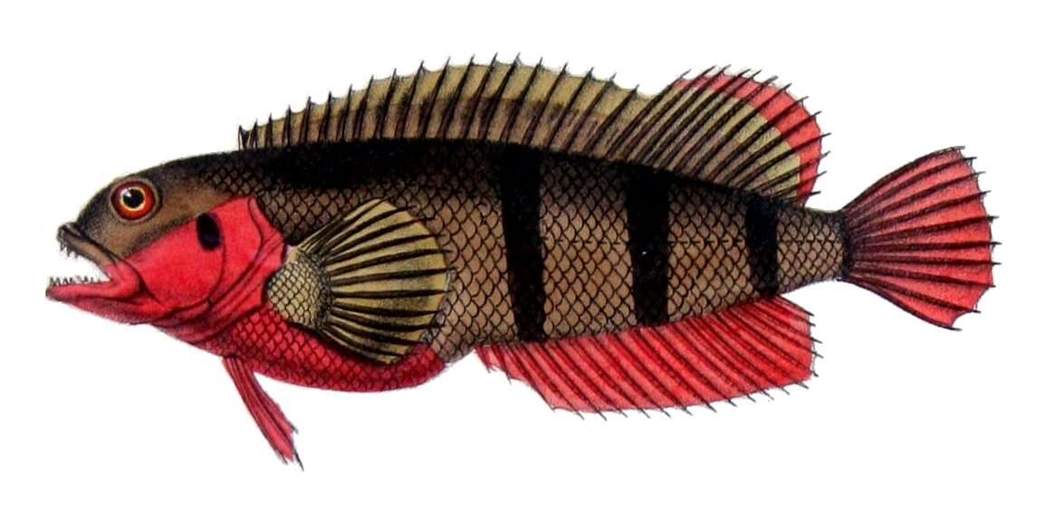 Image of Chalapo Clinid