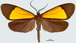 Image of Scea servula Warren 1901