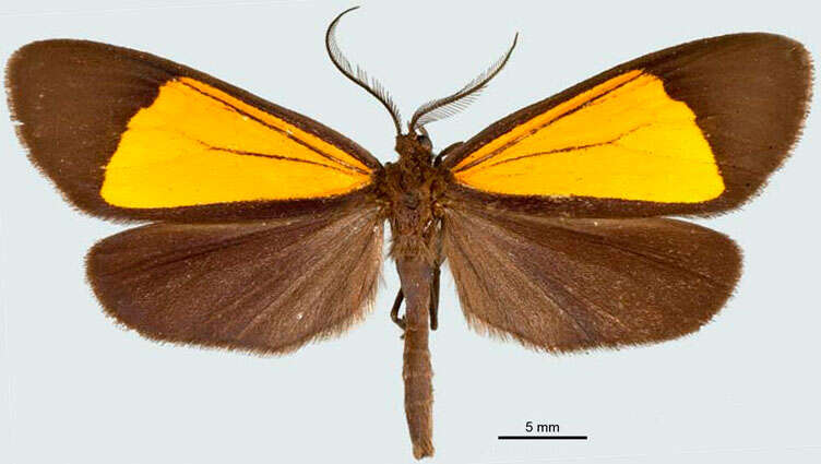 Image of Scea servula Warren 1901