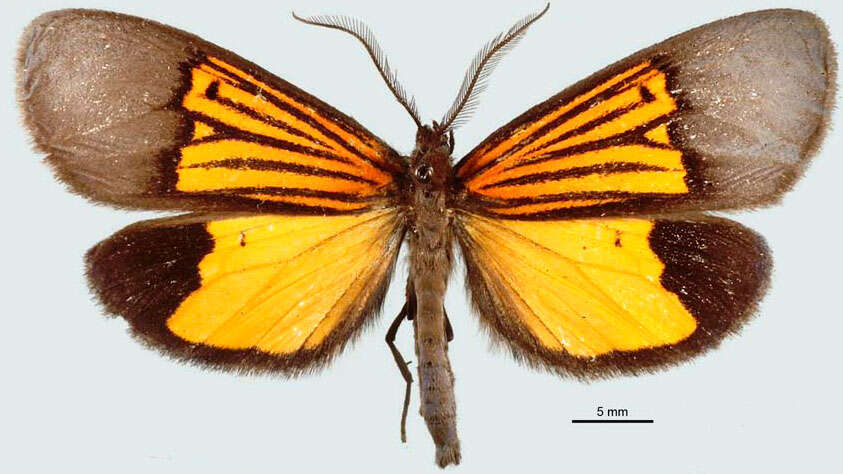 Image of Thirmida dimidiata Walker 1854