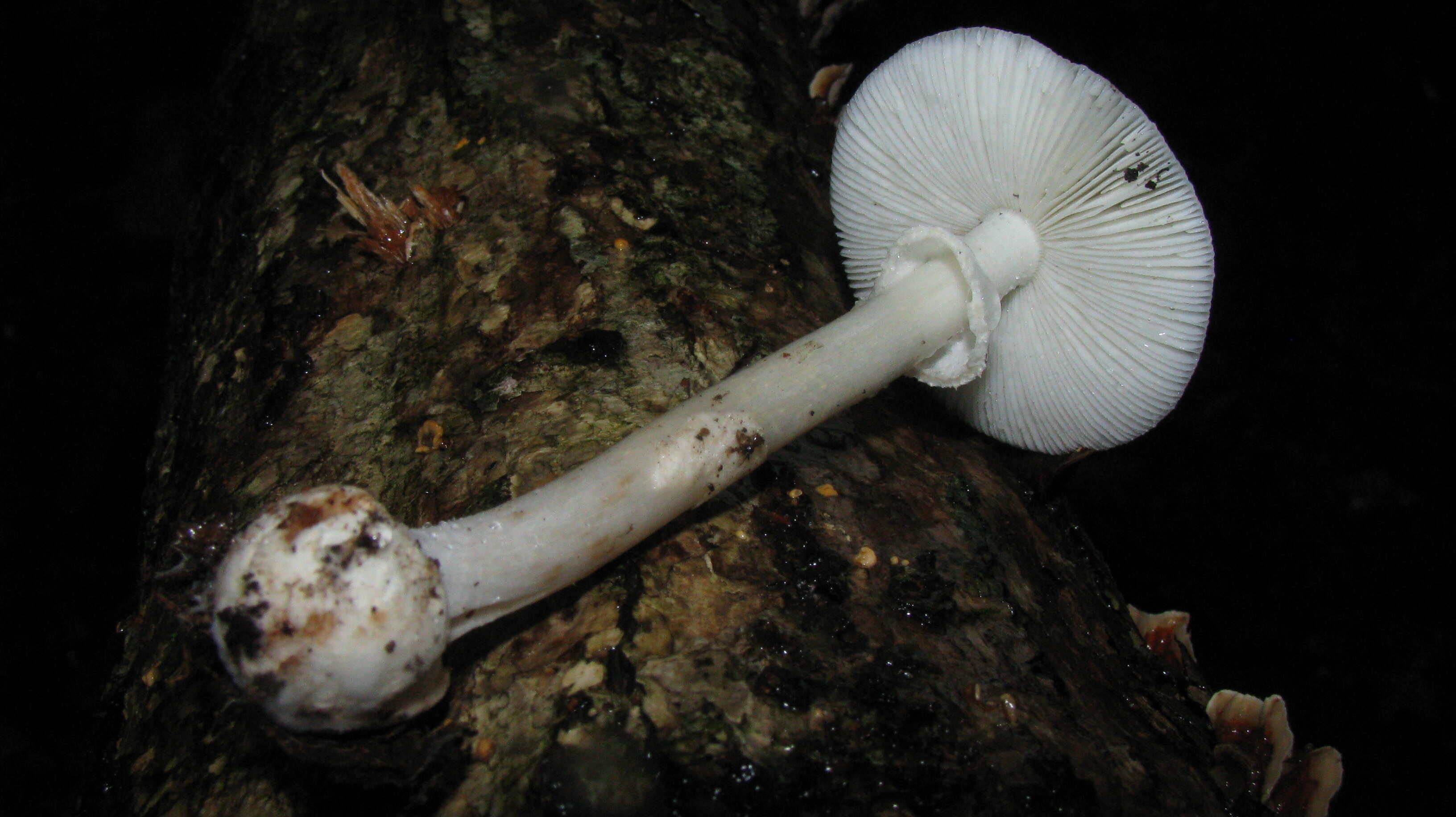 Image of Amanita aestivalis Singer 1959