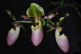 Sivun Paphiopedilum glaucophyllum J. J. Sm. kuva